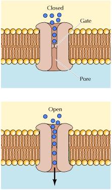 Permeable Cl - Modelo di un canale ionico.