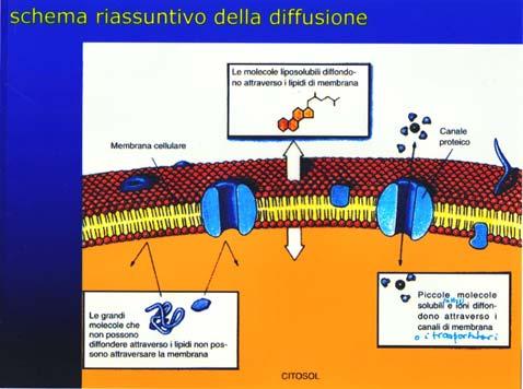 Permeabilità SOSTANZE LIPOSOLUBILI Diffusione (3) La distribuzione delle sostanze idrofobiche fra la fase acquosa e la membrana lipidica dipenderà dal grado di solubilità della sostanza nei lipidi: i