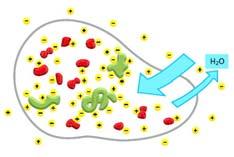 Origini dell osmolarità extracellulare L osmolarità del fluido extracellulare é di solito dovuta soprattutto ai piccoli ioni inorganici.