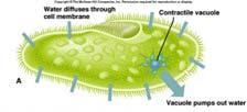 edu/thompsonj/anatomy%20&%20physiology/2010/2010%20exam%20reviews/exam%201%20review/ Ch03%20Membrane%20Transport.