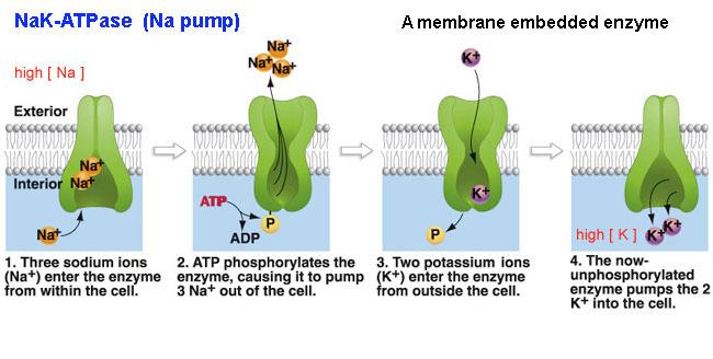 Il potenziale di membrana (VM) è determinato dalla separazione di cariche elettriche di segno opposto ai capi della membrana plasmatica.