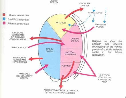 Tutte le moda lità sensoria li, eccetto l olfatto, fanno relé nel tala mo laterale che proietta a una regione specifica del la corteccia cerebrale.