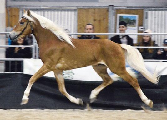 6 L'Haflinger in Alto Adige Haflinger News 1 2016 STALLONI HAFLINGER IN ALTO ADIGE Aksel-Lund-O BZ24917 Anno di nascita: 2008 Valutazione: MB/MB/B/B/MB / IB-MB Indice merito totale: 17,1