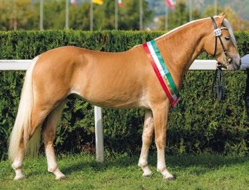 Haflinger News 1 2016 L'Haflinger in Alto Adige 15 Waldmeister-T BZ27609 Valutazione: MB/MB/MB/MB/B / IB-MB Indice merito totale: 21,4 (PAP) Stazione di monta: Castel Baslan Müller Katja, Cermes /