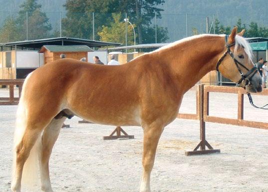 Haflinger News 1 2016 L'Haflinger in Alto Adige 7 Nepal-N BS12852 Anno di nascita: 2007 Valutazione: