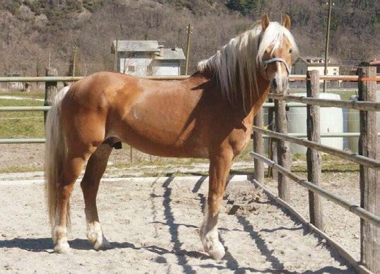 8 L'Haflinger in Alto Adige Haflinger News 1 2016 Waldess Anno di nascita: 1998