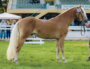 Haflinger News 1 2016 L'Haflinger in Alto Adige 11 Artus-T BZ27665 Valutazione: MB/B/MB/B/B / IB-MB Indice merito totale: 16,1 (PAP) % Arabo: 0,29 Stazione di monta: Hochrainhof Breitenberger