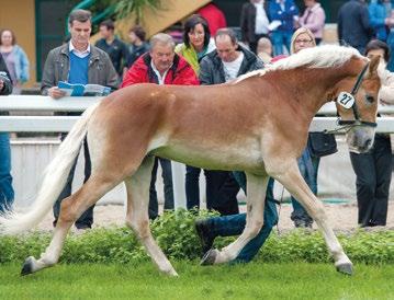 Haflinger Castel Baslan, Cermes / Merano Katja Tel. 339 7601396 Mostra Mondiale 2015 RISERVA stalloni 4 anni F-MINU-W BZ21825 MELVELINA 28746 BZ267X NATAN A.1404 PEGGY A.