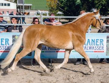 14 L'Haflinger in Alto Adige Haflinger News 1 2016 Sandiego 040003823806113 Valutazione: B/B/MB/B/B / IB-MB Indice merito totale: 13,9 Stazione di monta: Castel Baslan Müller Katja, Cermes / Merano