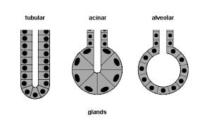 Ghiandole