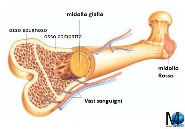 Tessuto osseo: Le lamelle si possono disporre in maniera ordinata o di apparente disordine: Ordinata: Le lamelle si dispongono concentricamente a costituire delle entità cilindriche (gli osteoni) tra