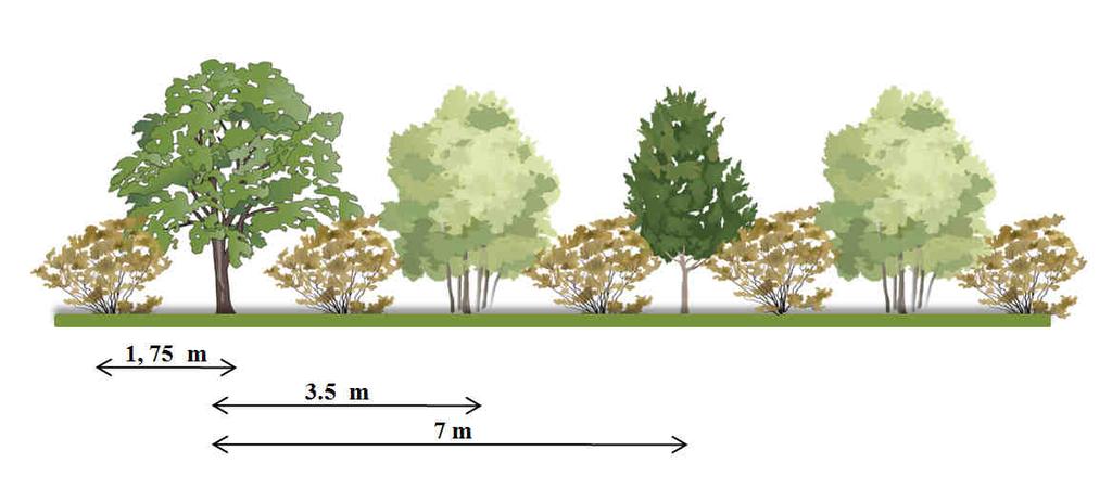 MODULO 2 - Siepe interpoderale alta DESCRIZIONE Questo modulo di siepe può contemporaneamente svolgere varie funzioni (frangivento, paesaggistica, faunistica) grazie alla presenza di alberi di varie