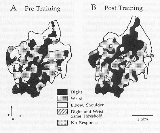 Plastic changes of cortical