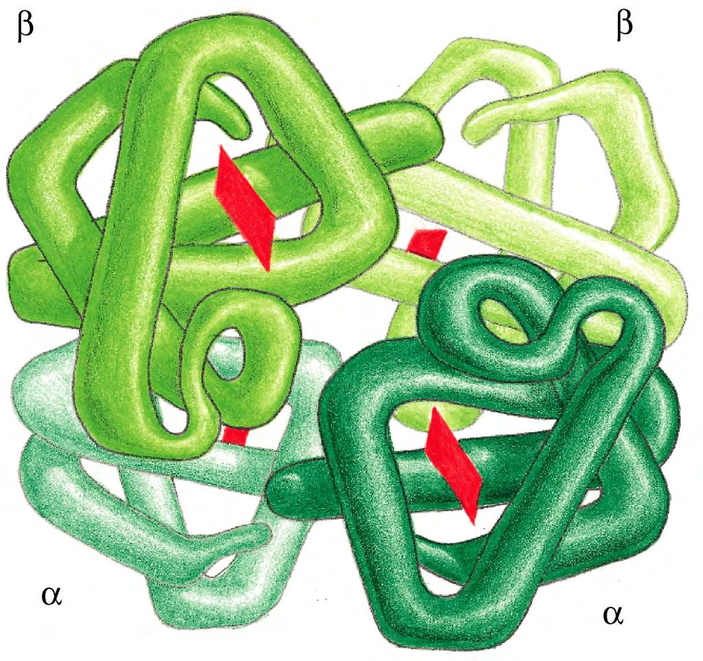 STRUTTURA TERZIARIA à QUATERNARIA Alcune proteine si formano per aggregazione simmetrica di subunità di due tipi Emoglobina: