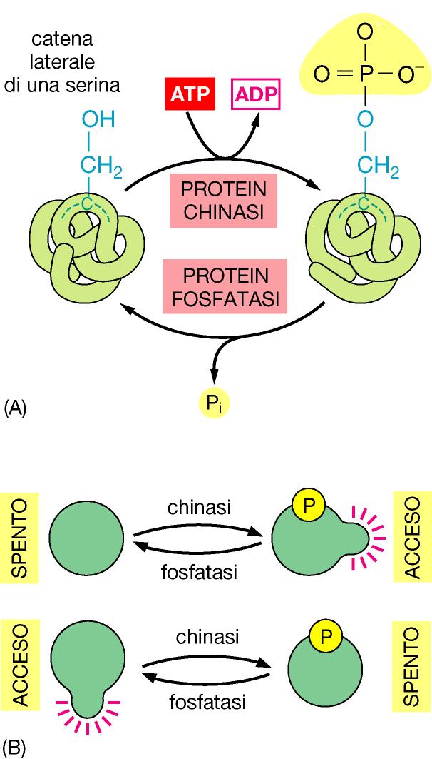 La fosforilazione è un meccanismo diffuso per regolare le proteine Trasferimento di un P (gamma) da ATP a catena laterale proteina di aa che portano -OH Ser, Thr, Tyr Le proteine che legano