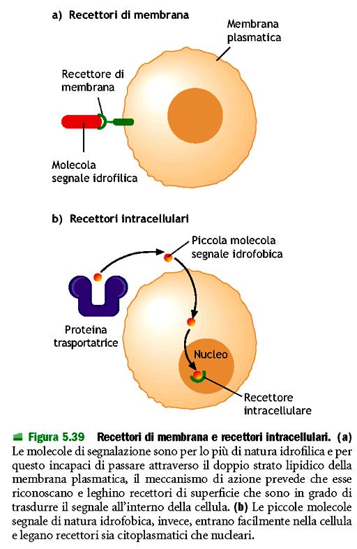 Ligandi e recettori