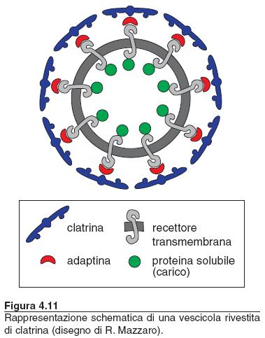 Nel caso di vescicole rivestite di clatrina questa funzione è svolta da un gruppo di proteine chiamate adaptine, facenti parte del rivestimento, che si associano temporaneamente alla faccia