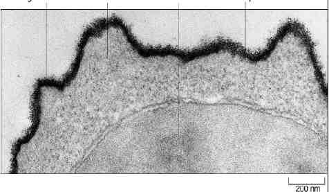 Il rivestimento cellulare o glicocalice Nella membrana plasmatica la maggior parte delle proteine esposte sulla superficie cellulare e i lipidi dello strato esterno hanno catene di oligosaccaridi