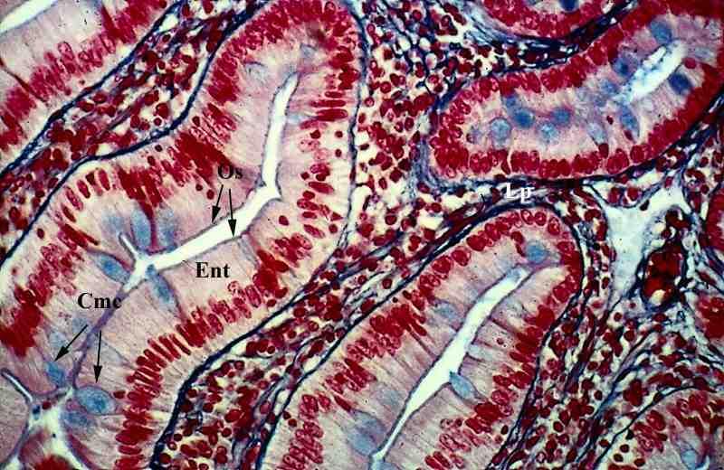 Mucine: Mucoproteine ad elevato peso molecolare che formano un biofilm prottetivo sulla superficie delle cellule epiteliali dove forniscono una barriera contro la materia particolata e i