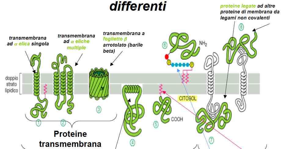 Le proteine si membrana si associano al doppio strato lipidico con modalità differenti Proteine integrali di membrana Proteine periferiche 7- e 8- Proteine legate ad altre proteine di membrana da