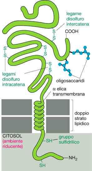 La maggior parte delle proteine transmembrana sono glicosilate ed espongono i residui glicosilati nella superficie esterna La catena polipeptidica attraversa il doppio strato lipidico sotto forma di