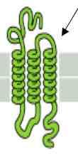 Proteine transmembrana a passaggi multipli La grande maggioranza delle proteine transmembrana a passaggi multipli della cellula eucariote sono costituite da! eliche transmembrana.