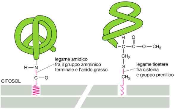 Proteine citosoliche ancorate alla membrana plasmatica Proteine citosoliche ancorate alla membrana plasmatica da legame covalente con acidi grassi oppure da ancora prenilica, miristilica oppure