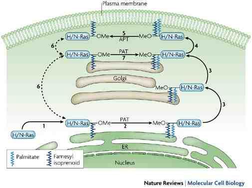 H/N-Ras: Esempio di proteina ancorata alla membrana da ancora farnesilica.