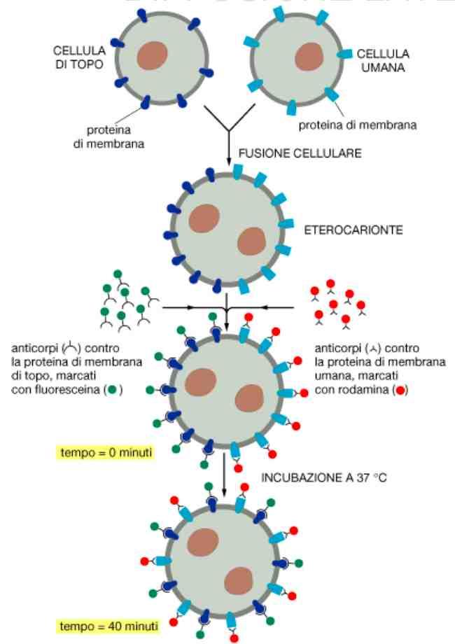 Diffusione delle proteine all interno del doppio strato fosfolipidico Molte proteine possono diffondere all interno del doppio strato lipidico.