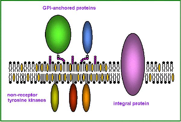 proteine o glicolipidi a costituire determinati