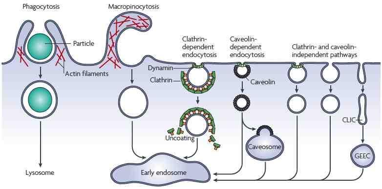 Meccanismi di entrata di materiale nelle cellule tramite strutture vescicolari. Particelle di grandi dimensioni entrano per fagocitosi mentre fluidi e molecole solubili entrano per macropinocitosi.