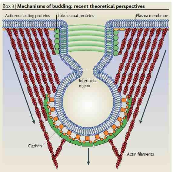 Il citoscheletro e in particolare i filamenti di actina (microfilamenti) concorrono alla