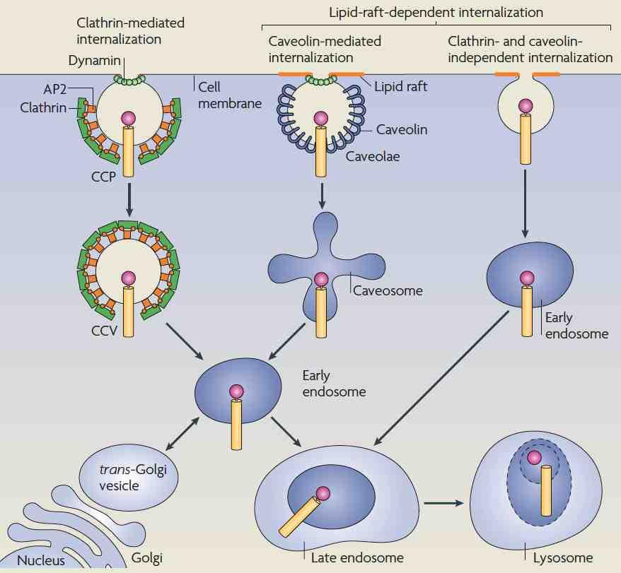 Endocitosi mediata da recettori: Recettori e ligandi possono essere internalizzati dalla superficie della cellula in diversi modi: internalizzazione mediata da rivestimento di clatrina, da caveolina