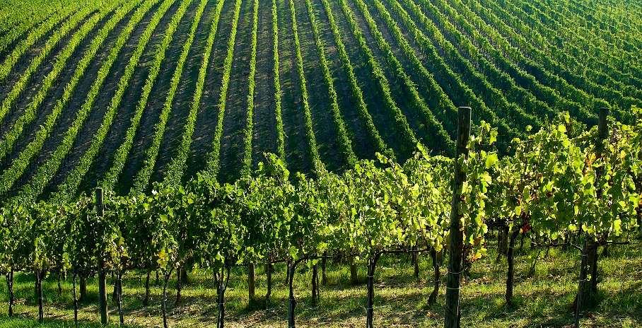 La tenuta del REDIMORE I Grandi Vini della Campania È la principale azienda agricola di proprietà della famiglia Mastroberardino, nel cuore dell areale del Taurasi DOCG.