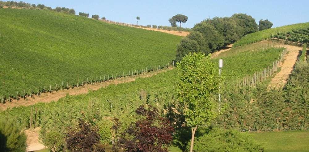La tenuta della MORABIANCA Il Grande Vino della Campania È la principale azienda agricola di proprietà della famiglia Mastroberardino, nel cuore dell areale del Taurasi DOCG.