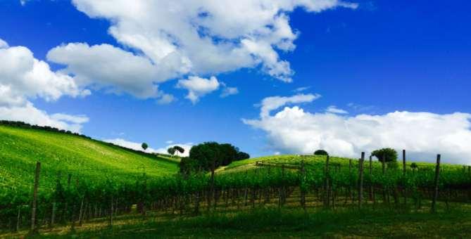 La tenuta del NEROAMETA Il Grande Vino della Campania È la principale azienda agricola di proprietà della famiglia Mastroberardino, nel cuore dell areale del Taurasi DOCG.