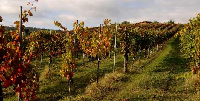 IRPINIA I Grandi Vini della Campania La viticoltura in questa zona ha origini antichissime, risalenti alle popolazioni locali e successivamente alla presenza di colonizzatori greco-micenei i quali