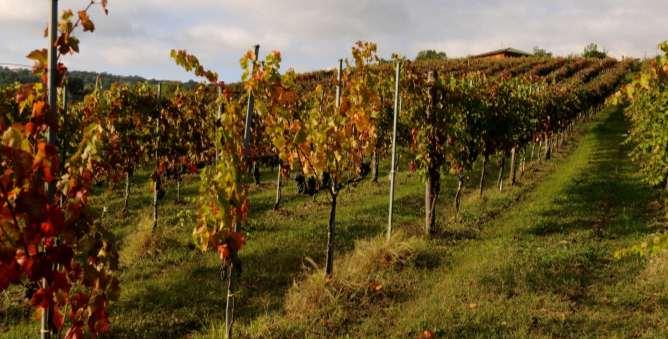 IRPINIA Il Grande Vino della Campania La viticoltura in questa zona ha origini antichissime, risalenti alle popolazioni locali e successivamente alla presenza di colonizzatori greco-micenei i quali