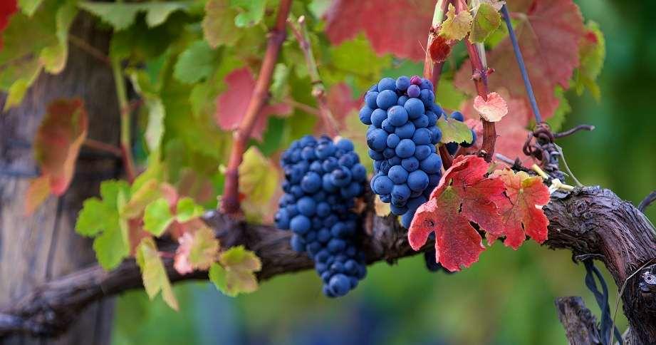 Le tenute della GRAPPA RADICI Dal gemellaggio delle selezioni di uve Aglianico dalle tenute di Montemarano e di Mirabella Eclano si ottiene il Radici Taurasi, l etichetta emblema della viticoltura
