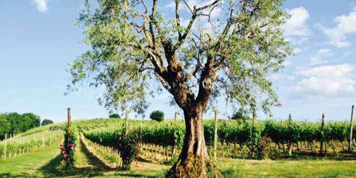 La tenuta del SOLEYON Il Grande Vino della Campania È la principale azienda agricola di proprietà della famiglia Mastroberardino, nel cuore dell areale del Taurasi DOCG.