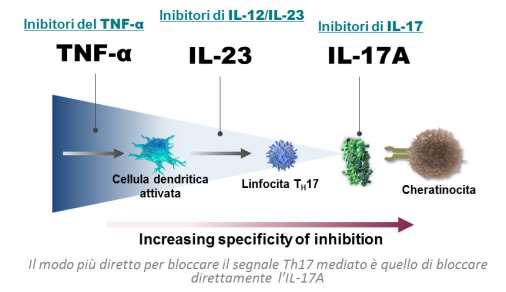 INTERLEUCHINA 17A Gioca un ruolo chiave nella patogenesi della psoriasi a placche, dell artrite psoriasica e della spondilite anchilosante.