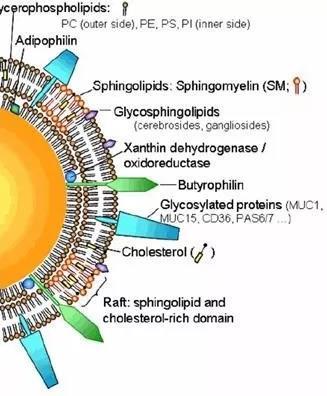 I lipidi del latte: modifiche e interazioni Globuli del diametro di 0,1