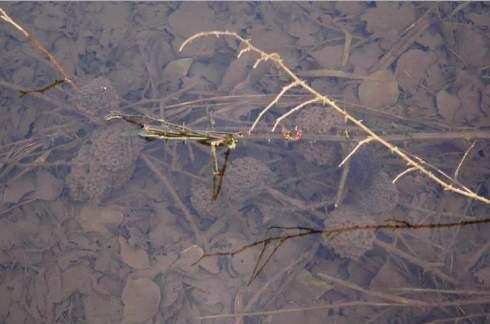 Ma il regresso di questa specie è stato notato anche in altre aree come al Lago di Alserio, al lago di Sartirana, o in località