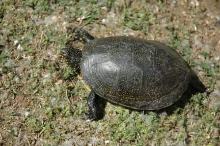 Emys orbicularis (Foto Birtele D.) (Foto Ferri V.