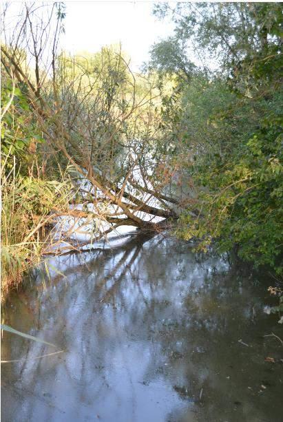 Paludi di Ostiglia (Foto