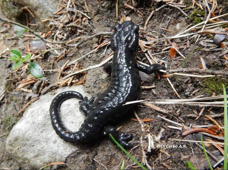 Nel parco delle Orobie valtellinesi nelle Valli del Bitto di Albaredo sono stati rinvenuti pochi individui (3 sopralluoghi), mentre nei pressi del sito Valli del Bitto di Gerola, è stata rinvenuta