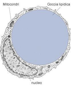 corpo cellulare Il citoscheletro forma