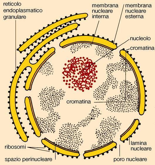 continuo perchè le 2 membrane si fondono in