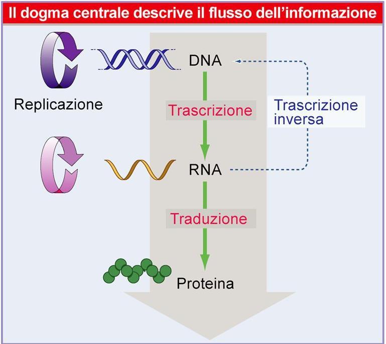 trasportate nel nucleo attraverso i pori.