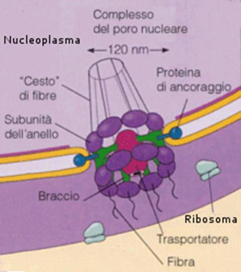 PORO NUCLEARE Organizzazione ottagonale: 8 proteine poste in maniera simmetrica attorno al poro e che protrudono sia sul versante citoplasmatico che nucleoplasmatico e formano 2 anelli concentrici